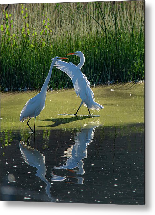 Great White Egret Metal Print featuring the photograph Great White Egret 10 by Rick Mosher