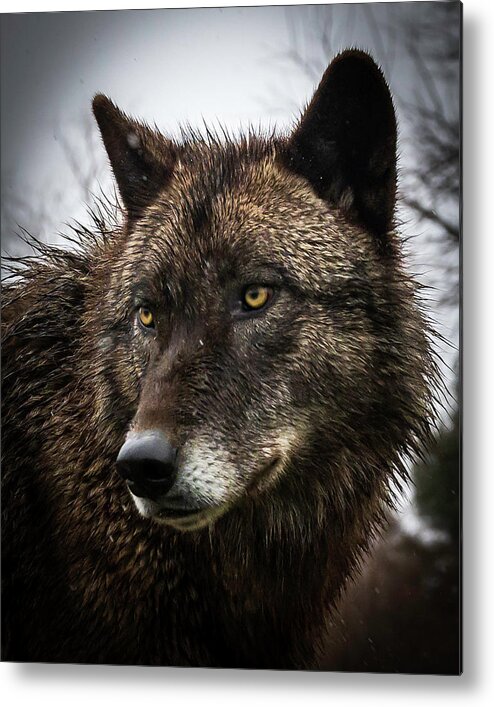 Wolf Wolves Black Metal Print featuring the photograph Handsome Boy by Laura Hedien