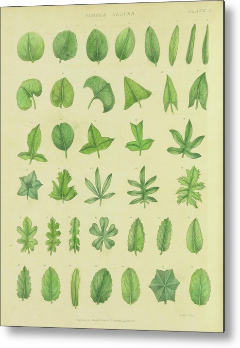 Botanical Metal Print featuring the painting Herbal Botanical Xii by Wild Apple Portfolio