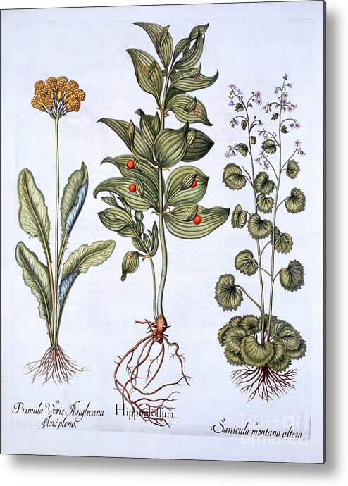 Primula Metal Print featuring the drawing Hippoglossum by Heritage Images