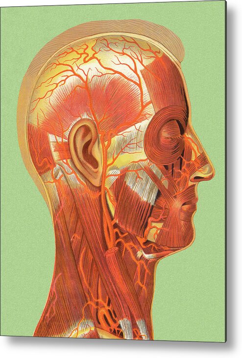 Anatomical Metal Print featuring the drawing Human Head Muscle Anatomy by CSA Images