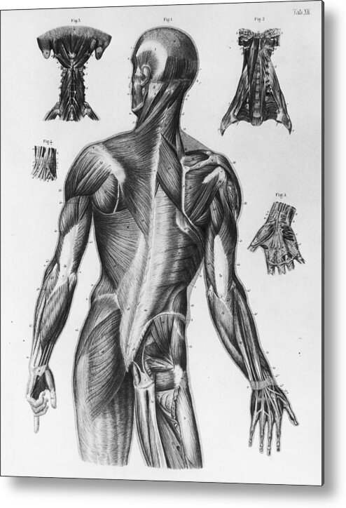 Torso Metal Print featuring the photograph Human Musculature by Hulton Archive