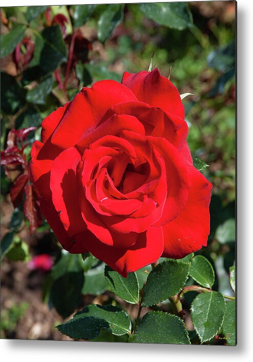 Scenic Metal Print featuring the photograph Hybrid Tea Rose DTHN0270 by Gerry Gantt
