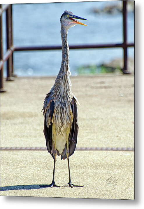 Blue Heron Metal Print featuring the photograph I should've taken a left turn in Albuquerque... by Michael Frank