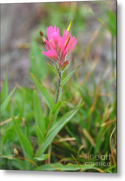 Flowers Metal Print featuring the photograph Indian Paintbrush by Steve Brown