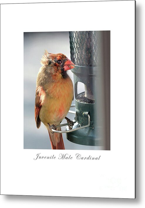 Bird Metal Print featuring the photograph Juvenile Cardinal by Dianne Morgado