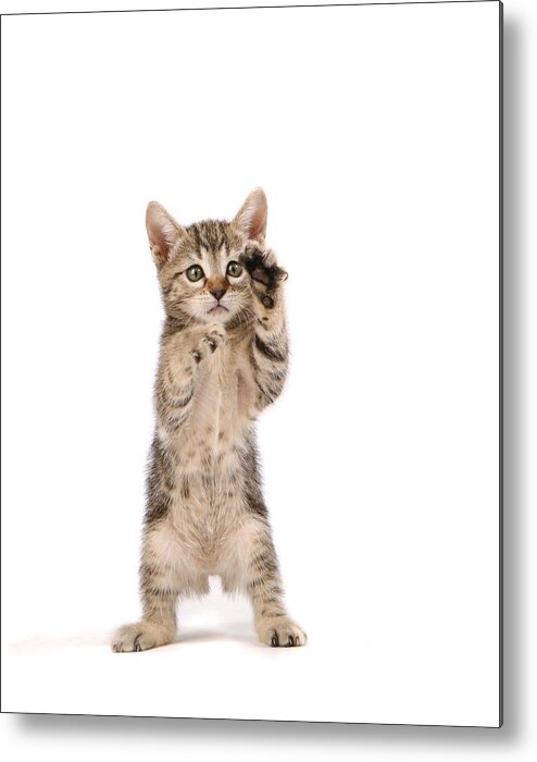 White Background Metal Print featuring the photograph Kitten by Spxchrome