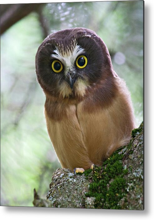 Birds Metal Print featuring the photograph Little Owl by Wesley Aston