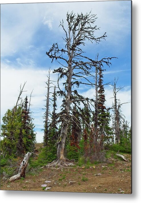 Manning Provincial Park Metal Print featuring the photograph Live Long and Prosper by Allan Van Gasbeck