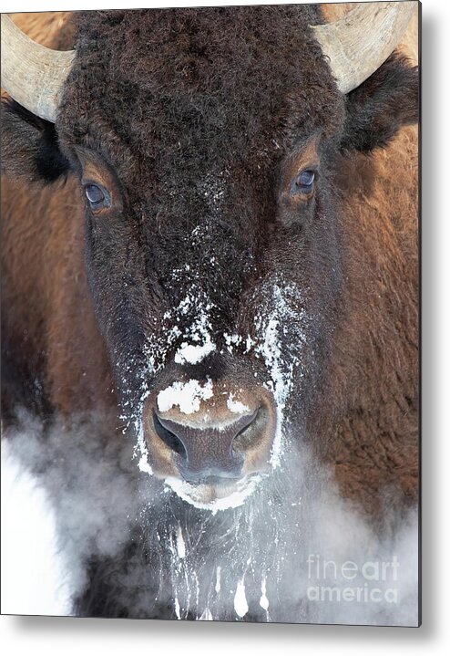 Bison In Snow Metal Print featuring the photograph Locomotive by Jim Garrison
