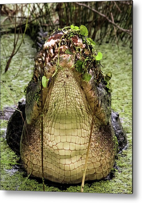 Admiralelk Metal Print featuring the photograph Lord of the Swamp by Michael Allard