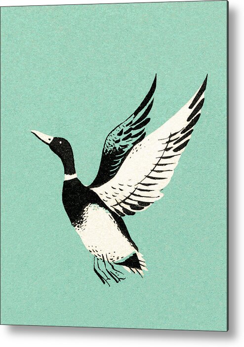 Animal Metal Poster featuring the drawing Mallard duck by CSA Images