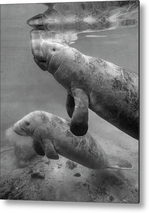 Disk1215 Metal Print featuring the photograph Manatee Mom And Baby by Tim Fitzharris