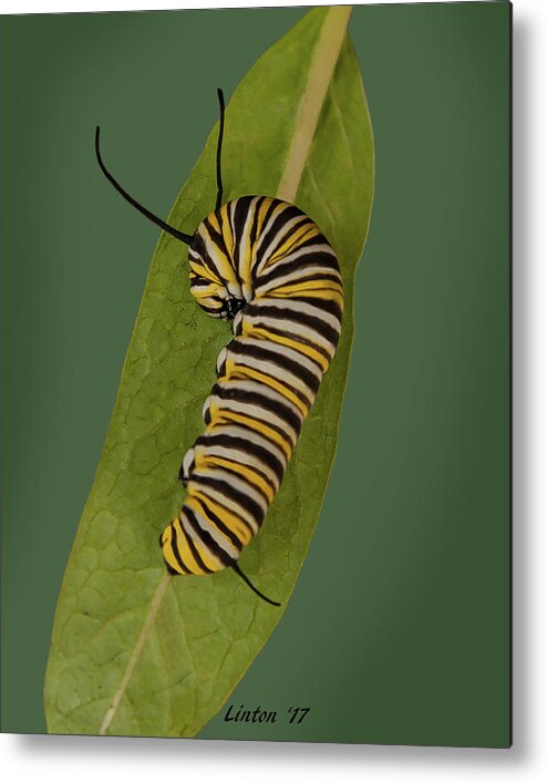 Monarch Metal Print featuring the photograph Monarch by Larry Linton