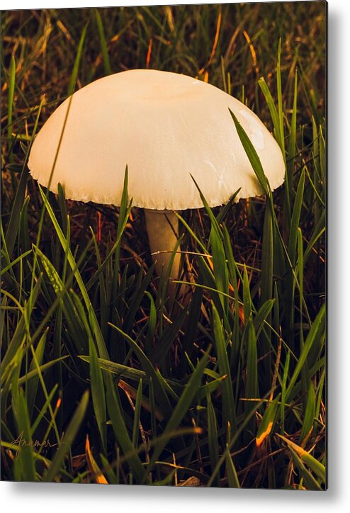 Mushroom Metal Print featuring the photograph Mushroom 2 by Anamar Pictures