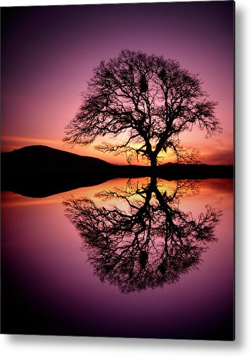 Tranquility Metal Print featuring the photograph Oak Tree Reflection At Sunset by Steve Satushek