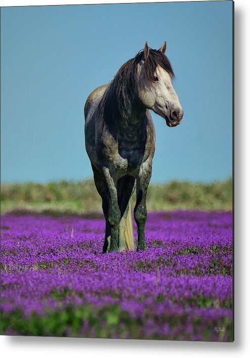 Onaqui Wild Horse Metal Print featuring the photograph Onaqui Mustang Portrait by Greg Norrell