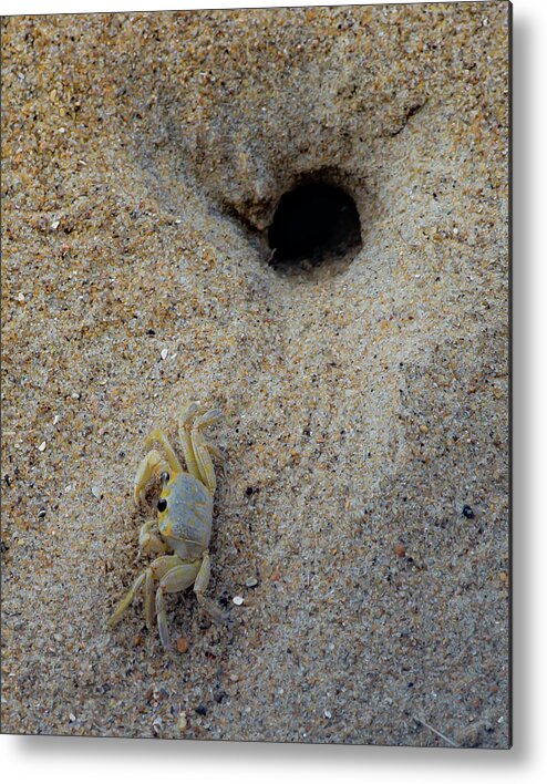 Crab Metal Print featuring the photograph Outer Banks Ghost Crab by Lora J Wilson