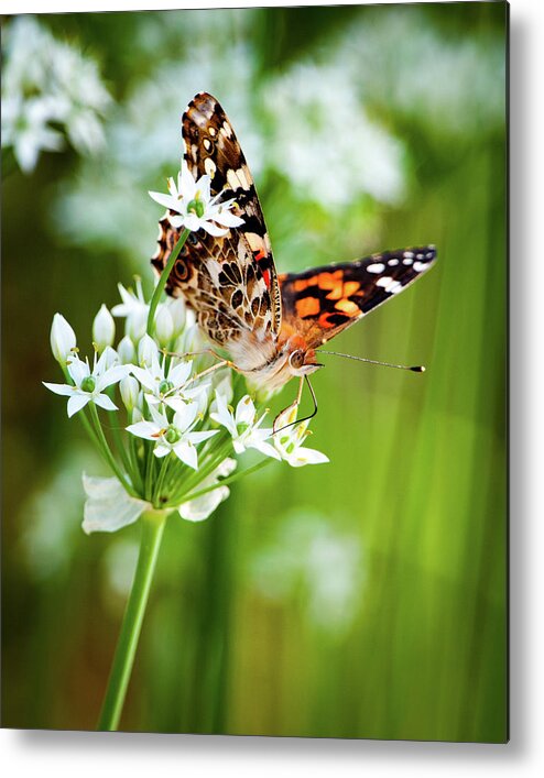 Painted Lady Metal Print featuring the photograph Painted Lady II by Jeff Phillippi