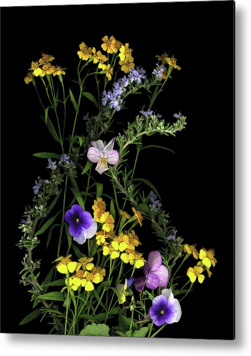 Pansies Metal Print featuring the painting Pansy, Rosemary & French Tarragon by Susan S. Barmon