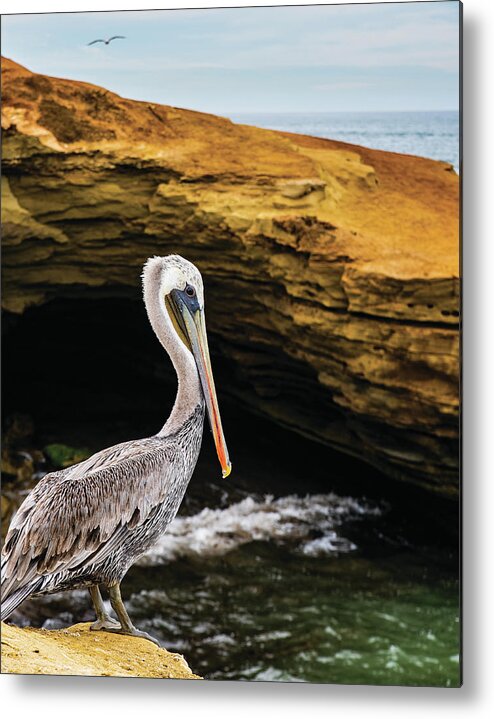 Ocean Beach Metal Print featuring the photograph Pelican by Local Snaps Photography