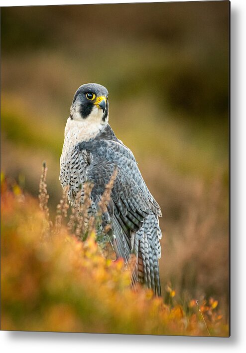 Nature Metal Print featuring the photograph Peregrine In Heather by Feargalq