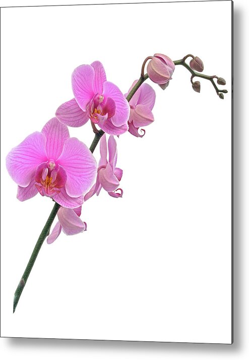 Spray Metal Print featuring the photograph Pink Phalaenopsis by Han3617