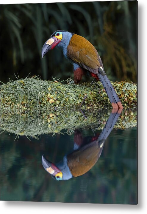 Nature Metal Print featuring the photograph Plate-billed Mountain Toucan And It's Reflection by Sheila Xu