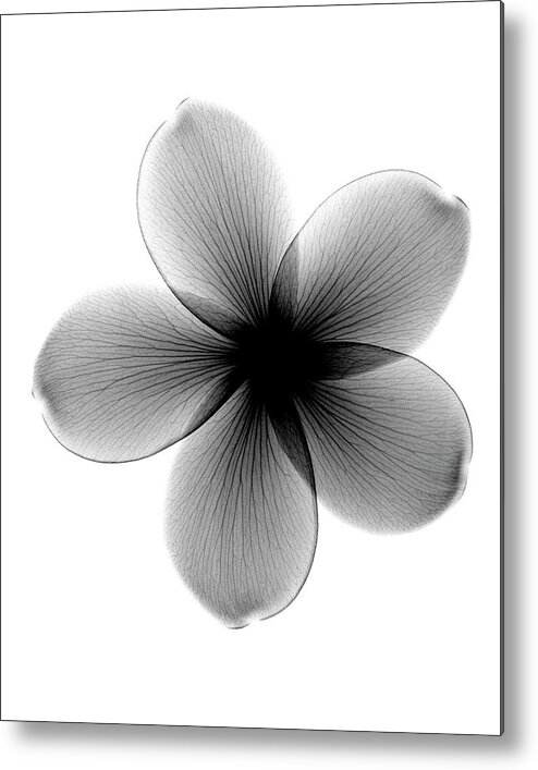 X-ray Of Plumeria Metal Print featuring the photograph Plumeria X-ray by Bert Myers