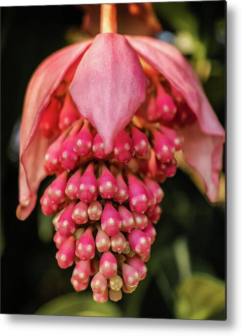 Outdoors Metal Print featuring the photograph Pomegranate flower by Silvia Marcoschamer