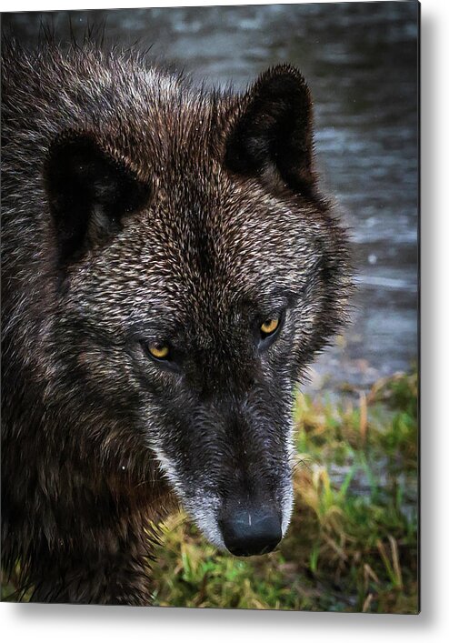 Black Wolf Wolves Metal Print featuring the photograph Portrait Niko by Laura Hedien