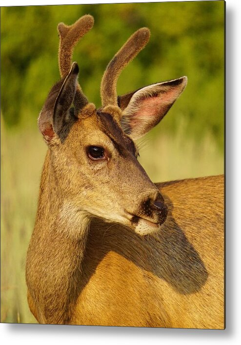 Wildlife Metal Print featuring the photograph Mule Deer Portrait by Brett Harvey