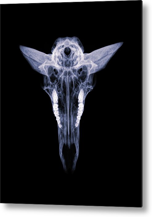 Kansas Metal Print featuring the photograph Pronghorn x-ray 04 by Rob Graham