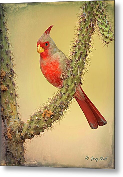Nature Metal Print featuring the photograph Pyrrhuloxia-Filter by Gerry Sibell