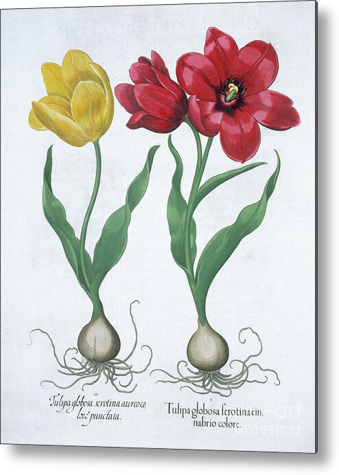 Yellow Metal Print featuring the drawing Red And Yellow Tulip 1613 by Heritage Images