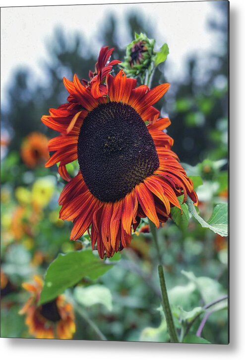 Flower Metal Print featuring the photograph Red Sunflower by Anamar Pictures