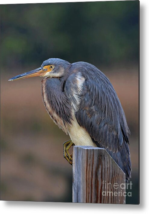 Heron Metal Print featuring the photograph Resting Great Blue Heron by Kathy Baccari