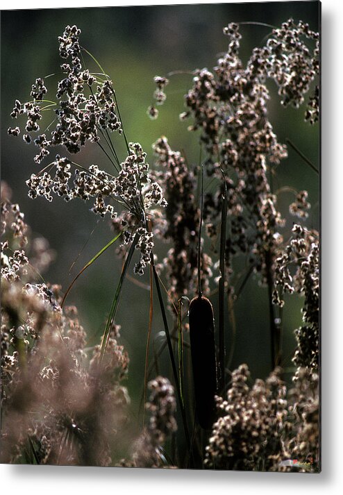 Marsh Metal Print featuring the photograph Rushes and Cattails 7G by Gerry Gantt