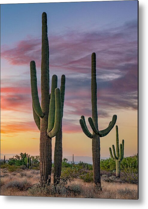 Arizona Metal Print featuring the photograph Saguaro Cacti At Sunset by Tim Fitzharris