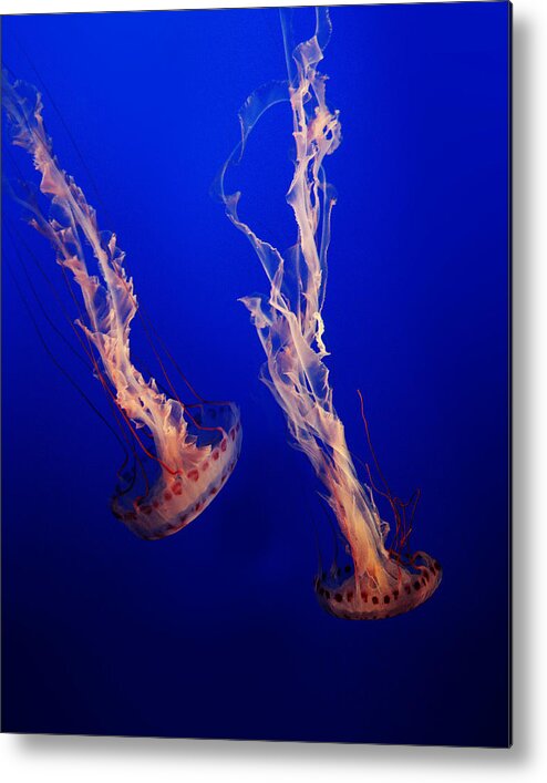 Sea Jelly Metal Print featuring the photograph Sea Jelly by Ryu Shin Woo