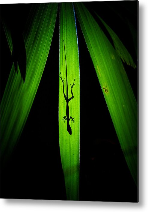 Lizard Metal Print featuring the photograph Shade by Siyu And Wei Photography