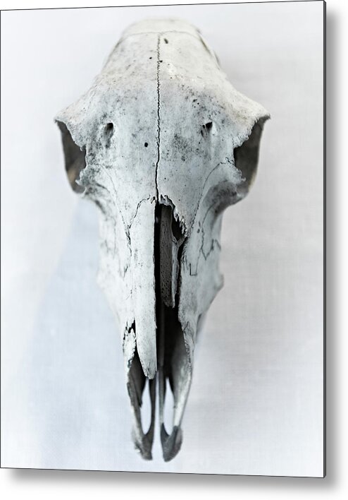 Animal Skull Metal Print featuring the photograph Sheep Skull by Adrian Green