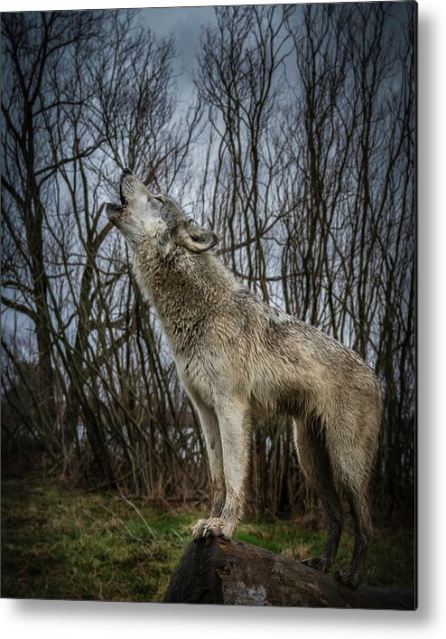 Wolves Wolf Howling Metal Print featuring the photograph Singin by Laura Hedien