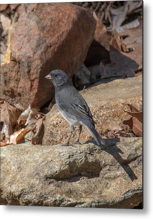 Nature Metal Print featuring the photograph Slate-colored Junco DSB0339 by Gerry Gantt