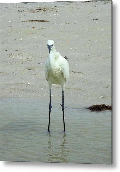 Birds Metal Print featuring the photograph Snowy Egret by Karen Stansberry