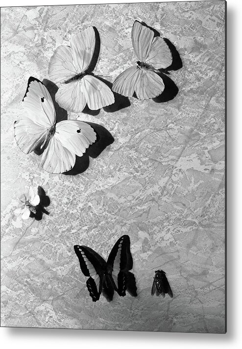 #new2022vogue Metal Print featuring the photograph Still-life Of Butterfly Stage Props by Cecil Beaton