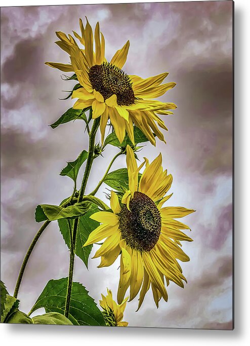 Sunflowers Metal Print featuring the photograph Sunflowers by Anamar Pictures