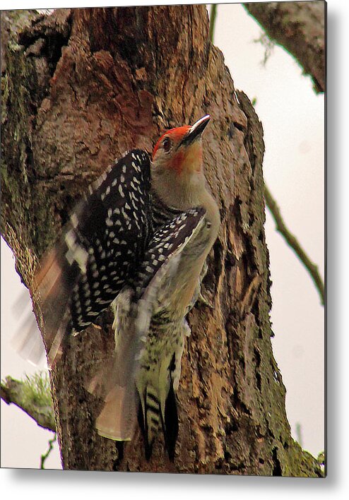 Woodpecker Metal Print featuring the photograph Taking Off by Michael Allard