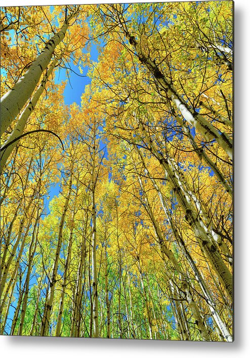 Autumn Metal Print featuring the photograph Tall Colorful Forest by James BO Insogna