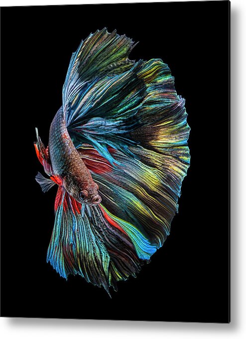 Animal Metal Print featuring the photograph The Betta Fish by Andi Halil